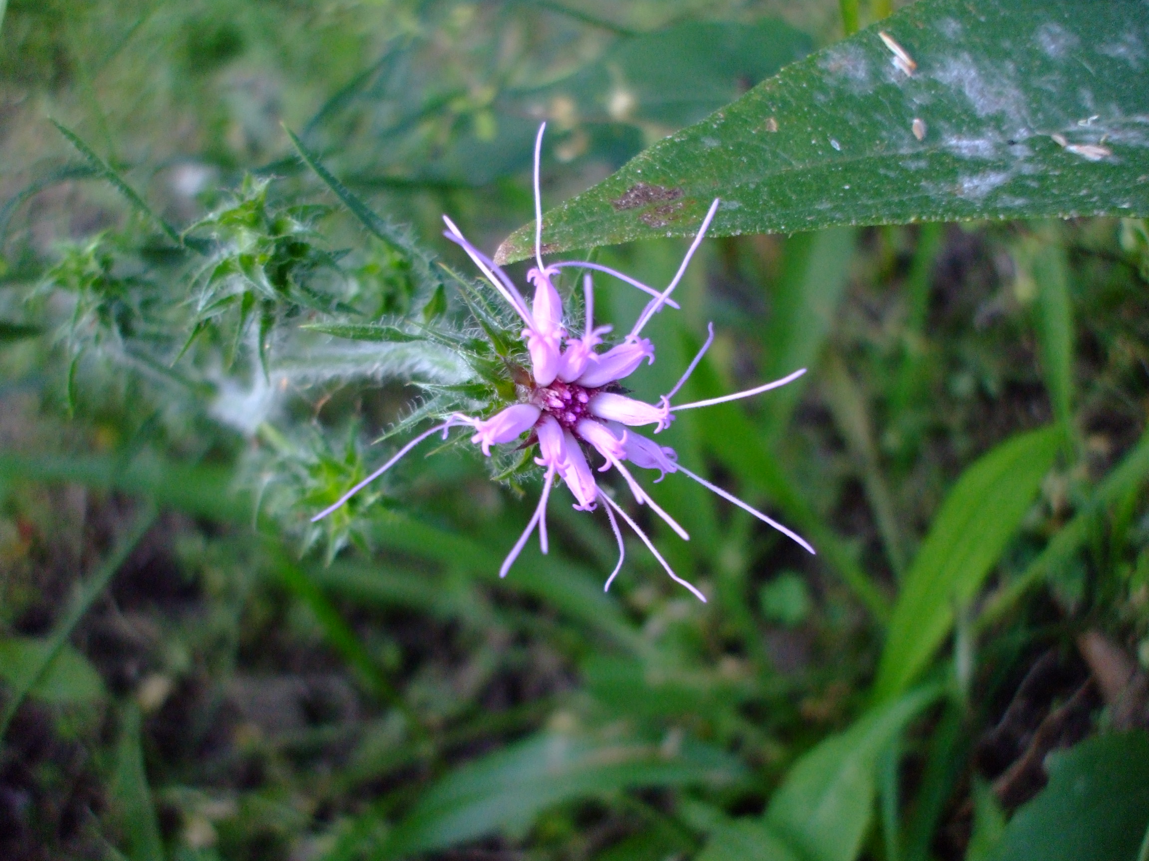 Liatris hirsuta